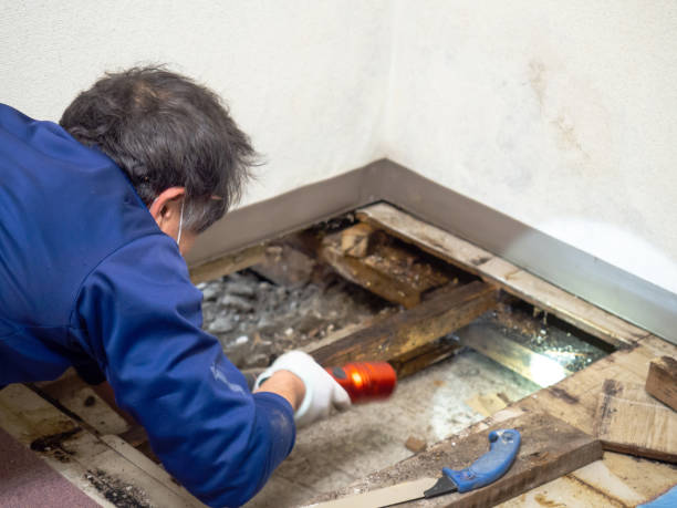 Best Mold Cleaning Services  in Homer Glen, IL