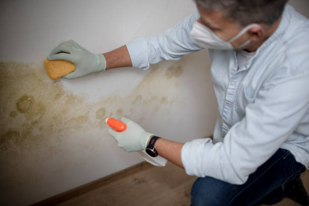 Best Certified Mold Removal  in Homer Glen, IL