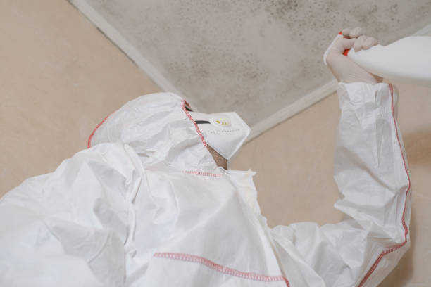 Best Professional Mold Removal  in Homer Glen, IL
